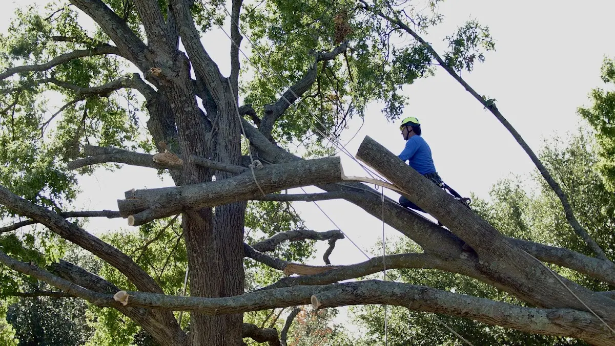 Professional Crown Thinning performed by certified arborists in Spring City